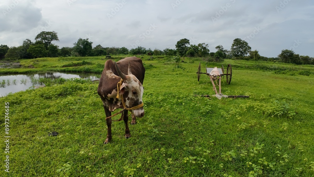 Fototapeta premium A bull and a bull cart are positioned in a lush green meadow, highlighting the beauty of the countryside.