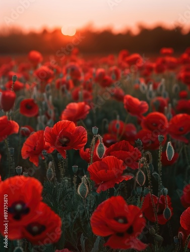 Wallpaper Mural Red Poppies Sunset Background Torontodigital.ca