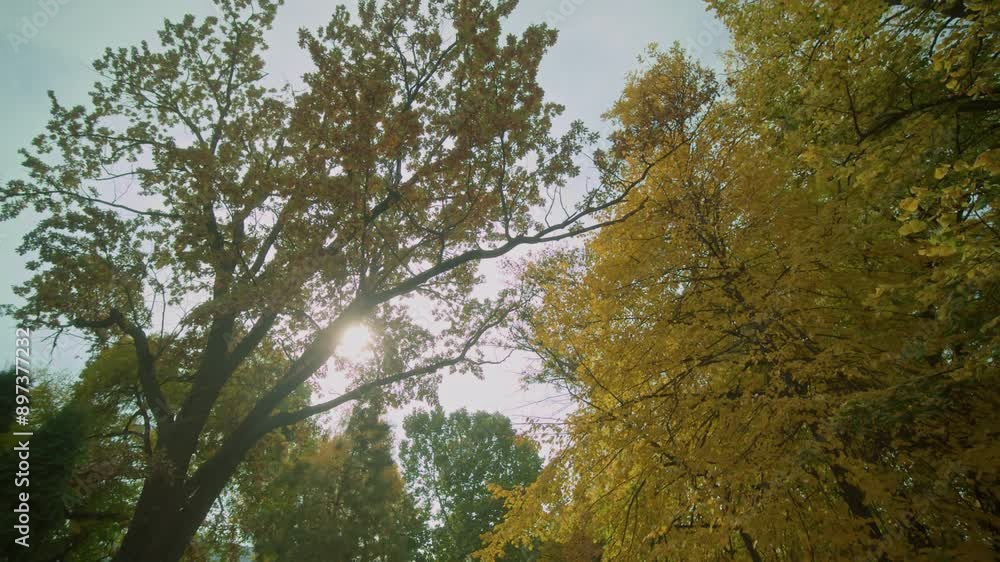 a yellow autumn tree on a background of blue sky, sunny day, slow motion. High quality 4k footage a yellow autumn tree on a background of blue sky, sunny day, slow motion. High quality 4k footage