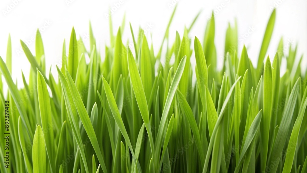 Lush green grass field against a white backdrop. Lush green grass field against a white backdrop.