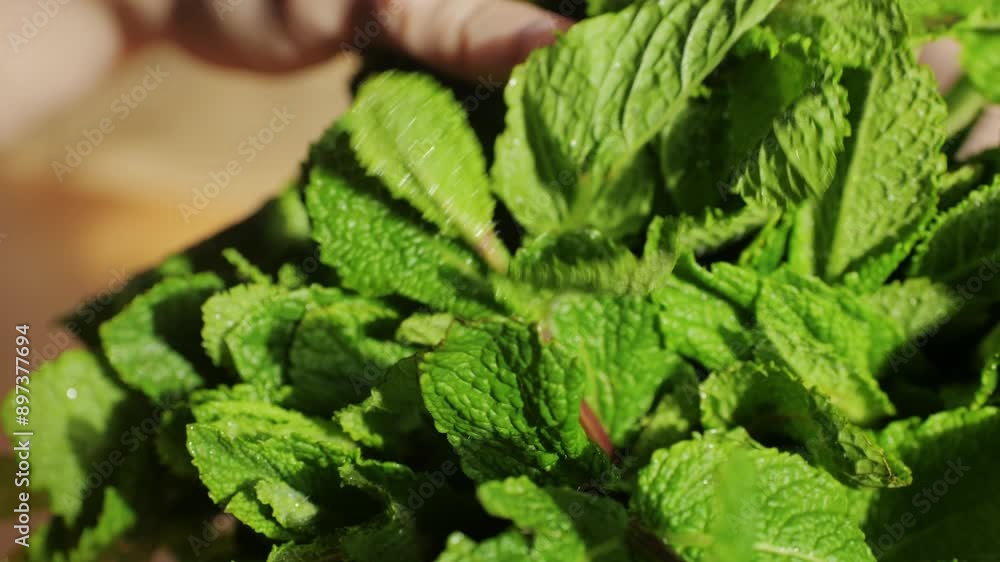 Woman holding Green leaves of fresh fragrant mint with water drops close-up Woman holding Green leaves of fresh fragrant mint with water drops close-up