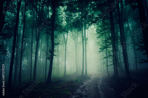 mysterious forest path, hal...