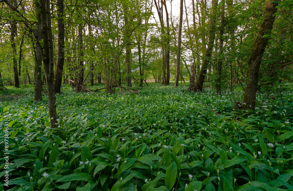 Landschaft im NSG Grettstädter Riedwiesen im Abendlicht, Landkreis Schweinfurt, Unterfranken, Bayern, Deutschland. Landschaft im NSG Grettstädter Riedwiesen im Abendlicht, Landkreis Schweinfurt, Unterfranken, Bayern, Deutschland.