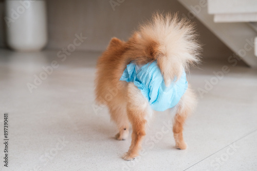 A female dog stands in a diaper and wags its tail, top view. The cycle of a female dog, puberty, and mating period. Hygiene products for dogs. Pet shop and veterinarian for dogs. photo