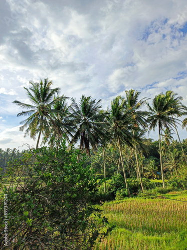 Wallpaper Mural coconut trees on the beach Torontodigital.ca