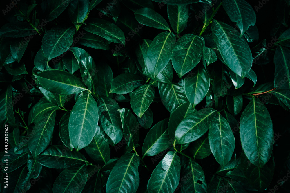 A close up of dark green Cherry Laurel leaves texture pattern A close up of dark green Cherry Laurel leaves texture pattern