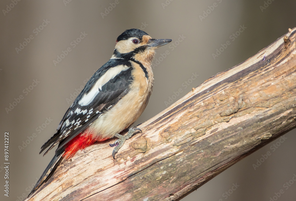 Great Spotted Woodpecker - male - in the wet forest in spring Great Spotted Woodpecker - male - in the wet forest in spring