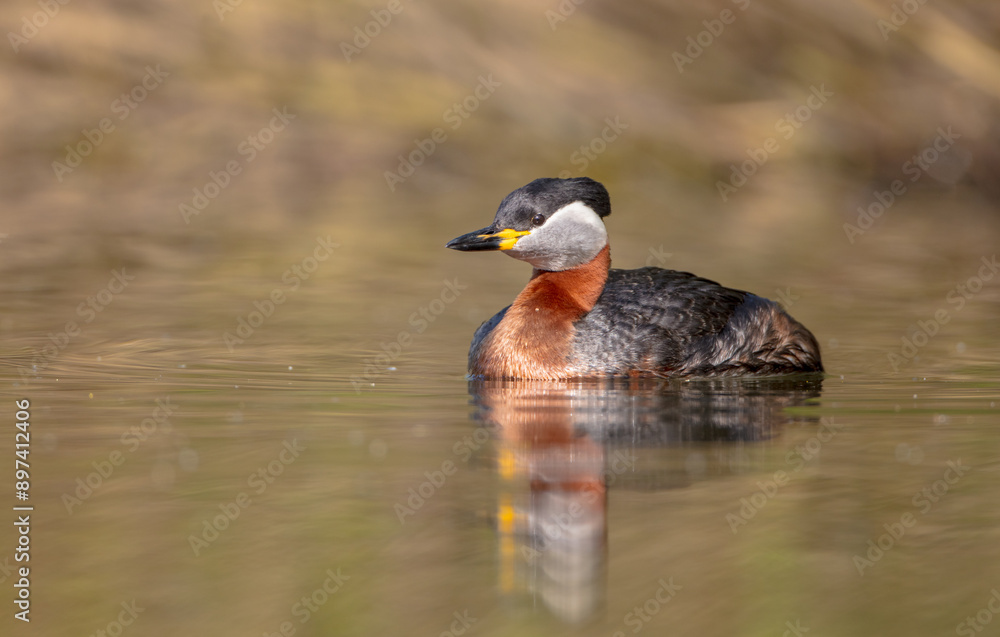 Red-necked grebe at the small lake in spring Red-necked grebe at the small lake in spring