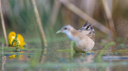 Little Crake - female feeding at a wetland  photo