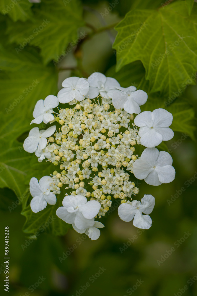 Viburnum blossoms. Viburnum buds. Guelder rose.
White flowers and buds of viburnum shrub. Viburnum blossoms. Viburnum buds. Guelder rose.
White flowers and buds of viburnum shrub.