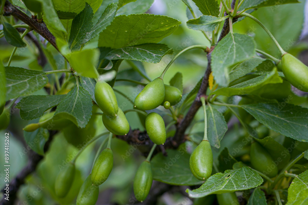 Green fruits of plum trees. Green plum ovary. Plum pollination. Young plums on the tree begin to ripen. Green fruits of plum trees. Green plum ovary. Plum pollination. Young plums on the tree begin to ripen.