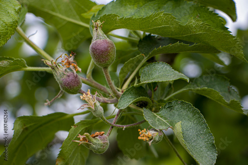 Apple ovary. Young apples on the tree begin to ripen. The life cycle of an apple. photo