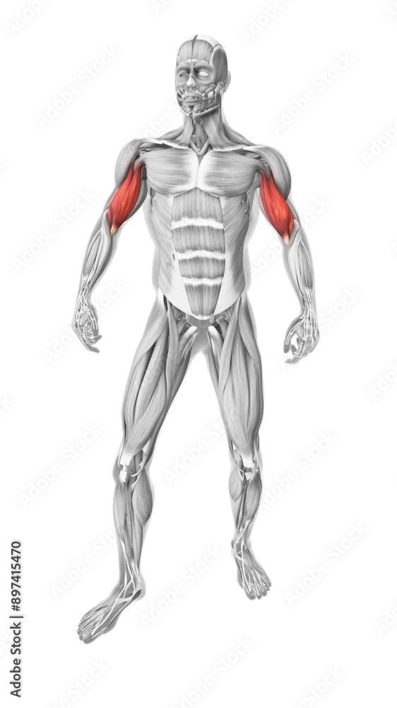 Biceps muscles in the human muscular system Biceps muscles in the human muscular system