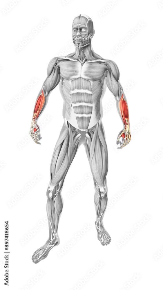 Brachioradialis muscles in the human muscular system Brachioradialis muscles in the human muscular system
