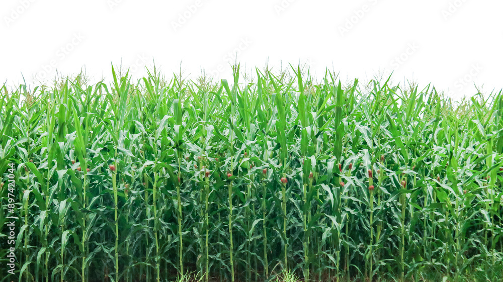 Image of a corn plant with detailed clipping paths on a white background. Image of a corn plant with detailed clipping paths on a white background.
