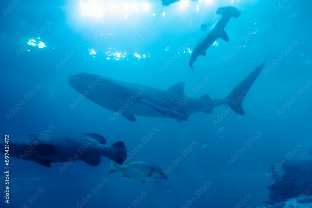 Fototapeta premium Gentle Giant: Whale Shark at Aquarium