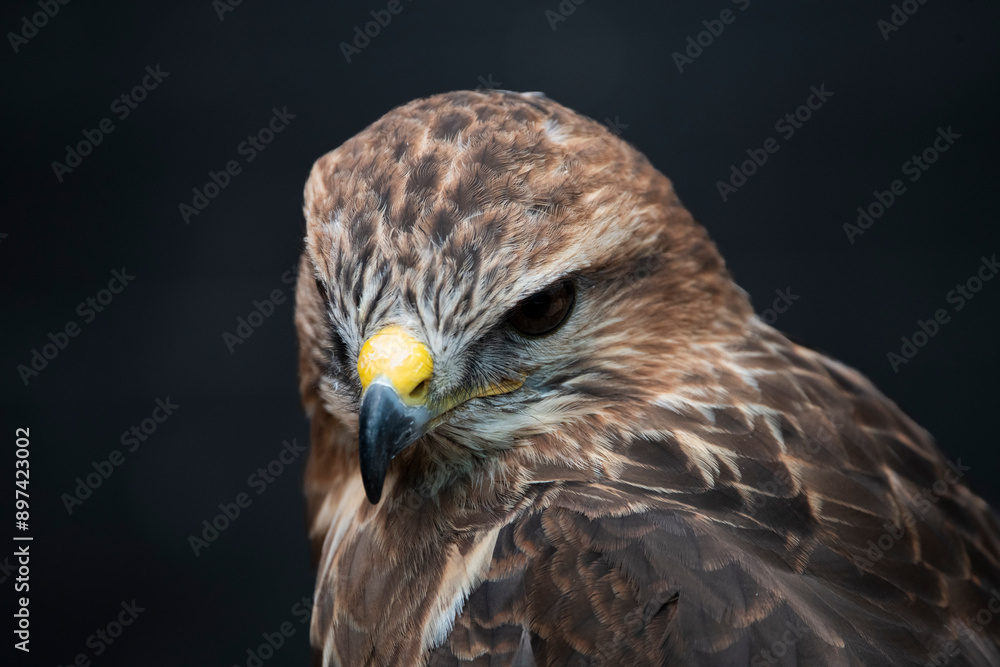 Obraz premium The Common Buzzard (Buteo buteo).