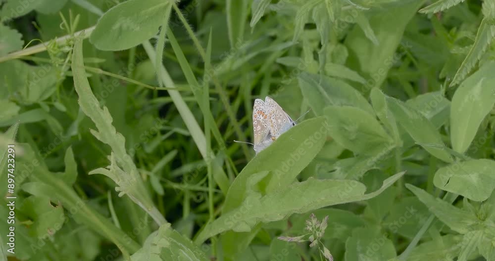 Common Blue Butterflies Mating on Grass Stem
Common Blue Butterflies Mating on Grass Stem