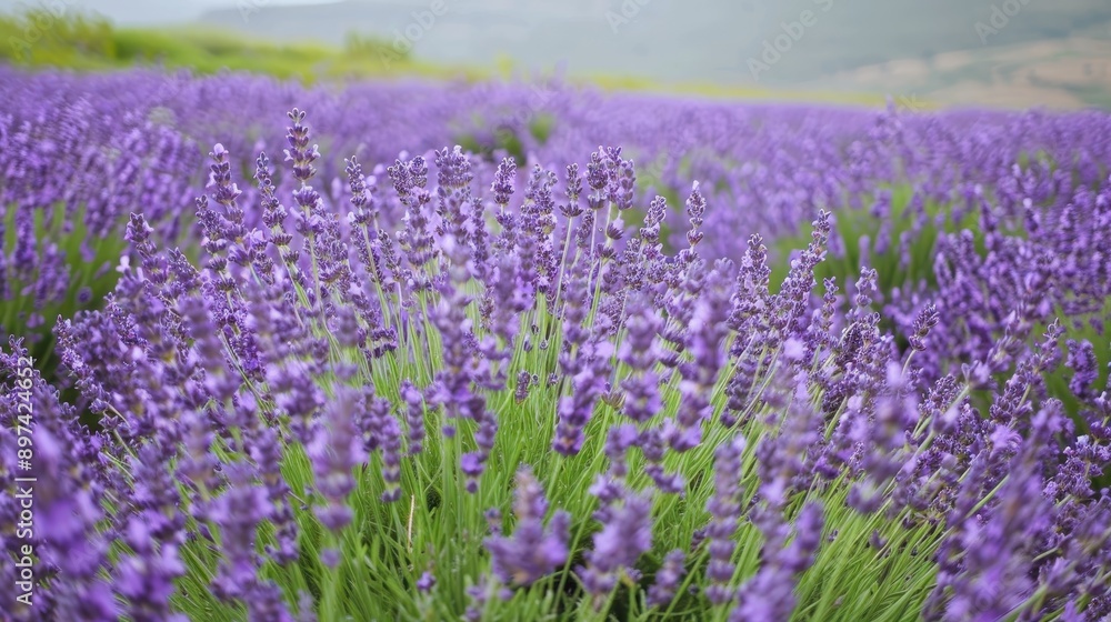 Fototapeta premium A picturesque lavender field in full bloom, showcasing vibrant purple flowers under a clear sky, perfect for nature and floral images.