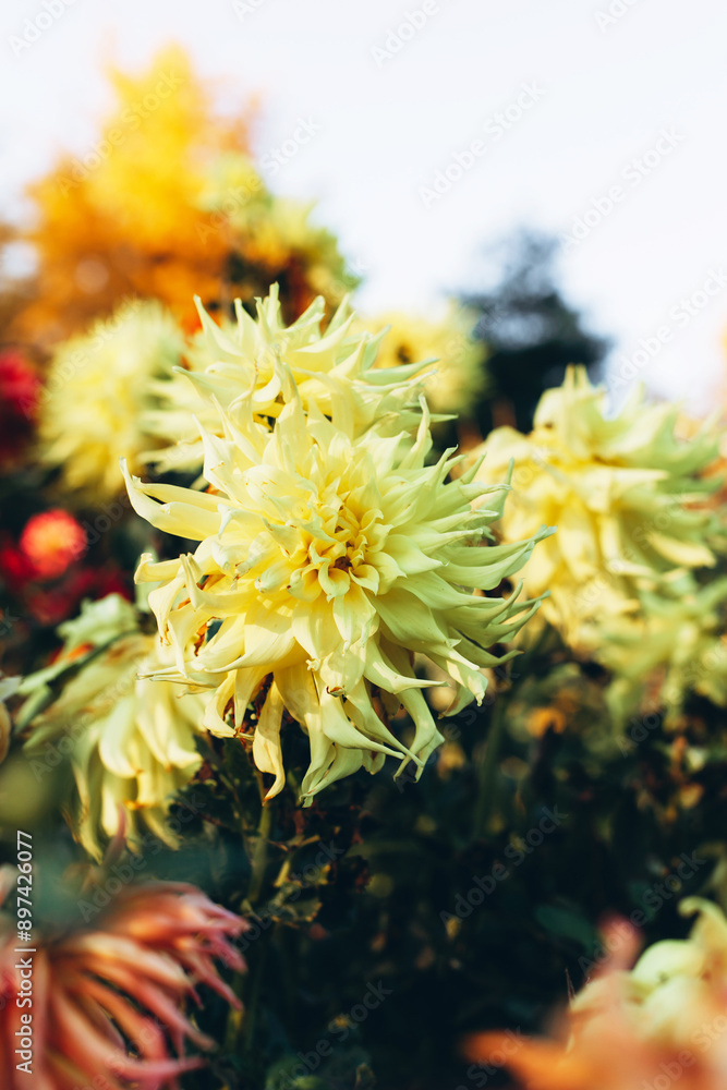 Spectacular blooming show of beautiful yellow dahlias in warm sunset light. Gardening, floral greeting card or wallpaper concept Spectacular blooming show of beautiful yellow dahlias in warm sunset light. Gardening, floral greeting card or wallpaper concept