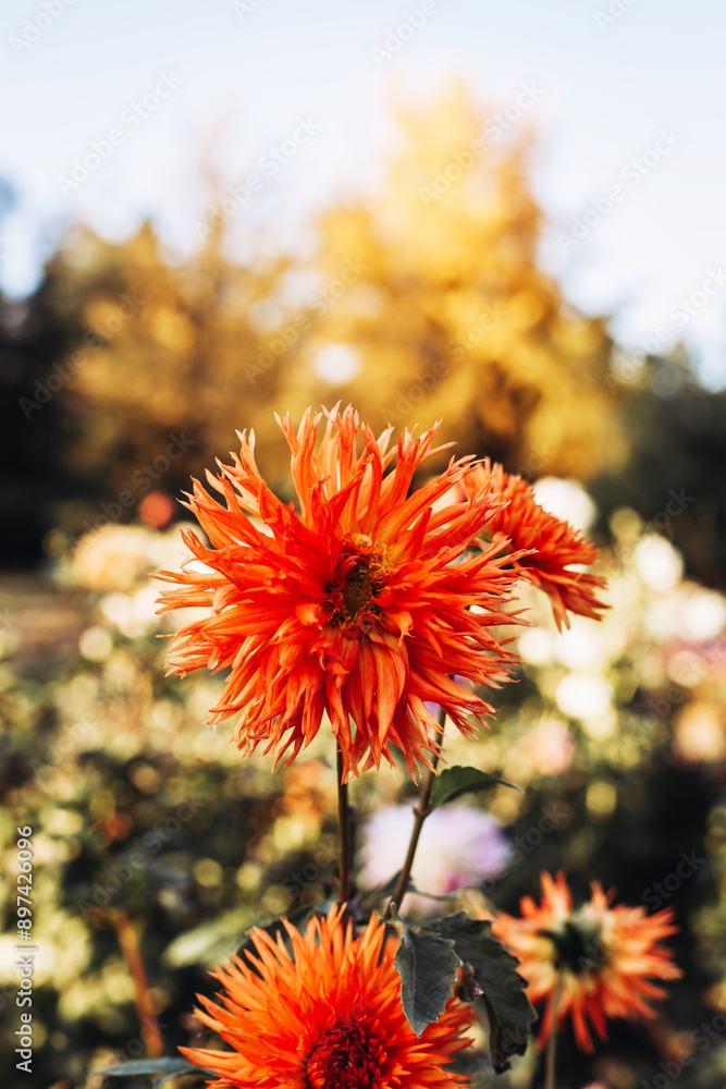 Beautiful blooming of red dahlias in warm sunset light in garden. Floral greeting card or wallpaper concept Beautiful blooming of red dahlias in warm sunset light in garden. Floral greeting card or wallpaper concept