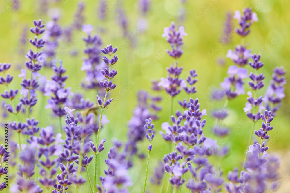 Lavender flower head close up. Bright green natural background. Lavender flower head close up. Bright green natural background.