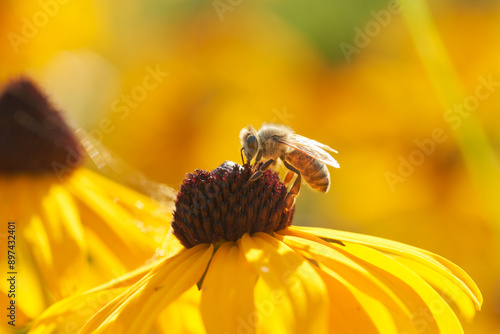 Bild auf Leinwand Bee on Black-Eyed Susan