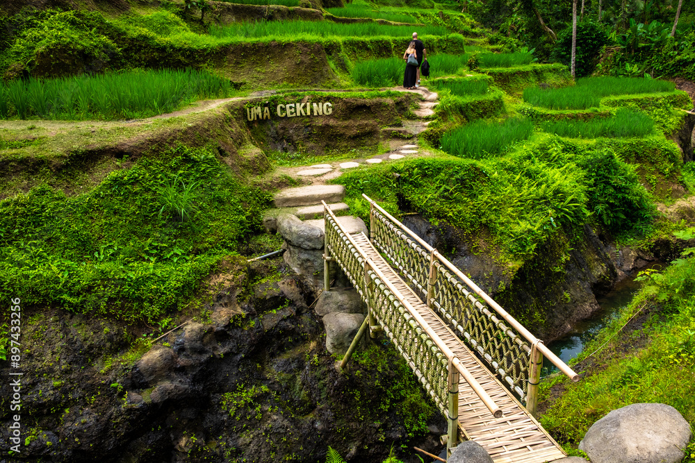A scenic walk through lush green rice terraces at Uma Ceking ...