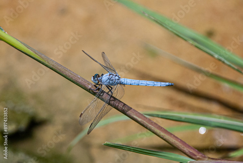close-up photo of a keeled skimmer dragonfly with a metallic blue body perched on a thin twig.