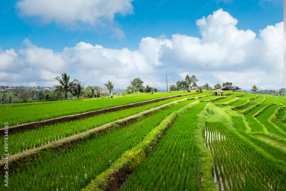 Fototapeta premium Expansive view of the Jatiluwih Rice Terraces in Bali, showcasing the lush, green rice paddies, traditional Balinese landscape, and nearby village, under a cloudy sky.