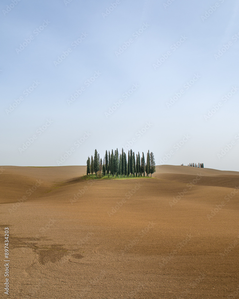 Obraz premium Tuscanny Trees