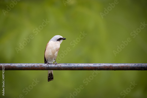 An adult male red-backed shrike sits on the thick metal pipe perpendicular to the camera lens with an olive green background with copyspace on a sunny summer day.