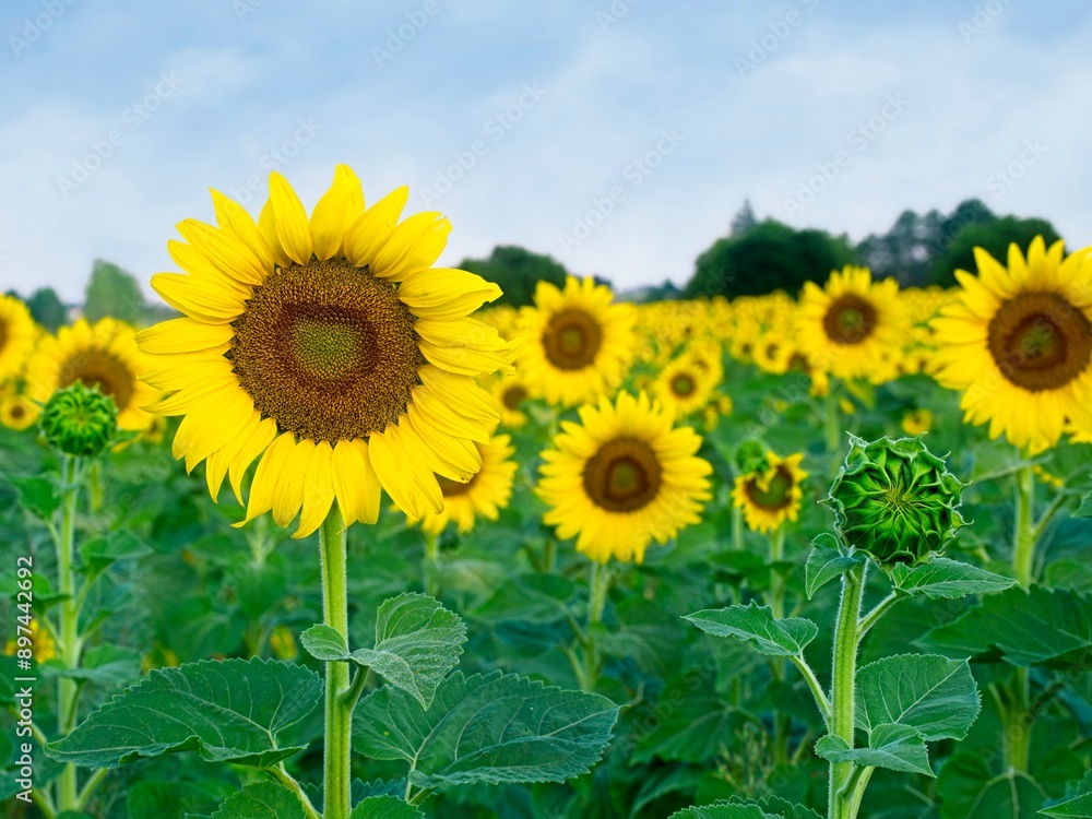Fototapeta premium Field of yellow sunflowers.