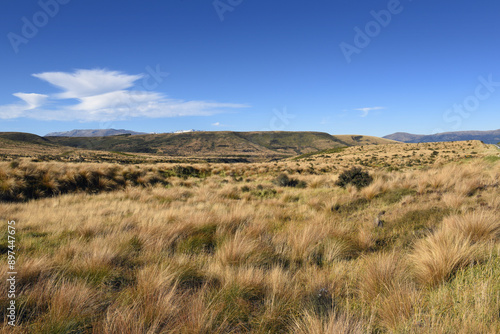 landscape with common Red Tussock Grass (Chionochloa rubra) abounds plenty in the Otago region grasslands, South Island, New Zealand photo