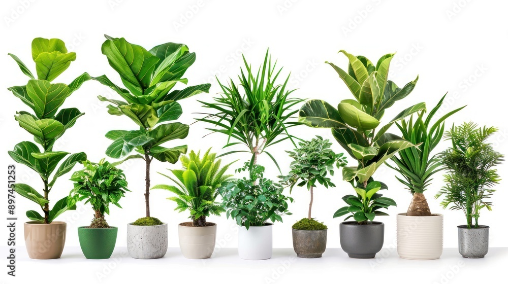 Collection of potted plants Collection of potted plants