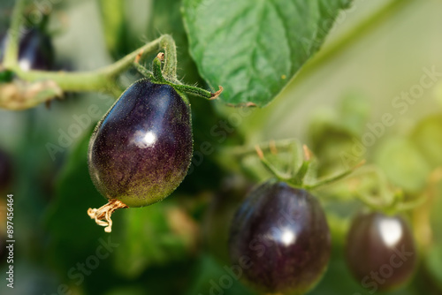 Black cherry kumato hanging in hothouse