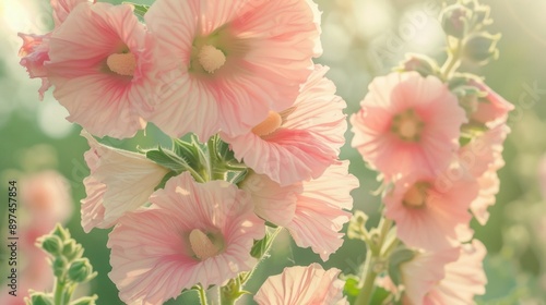 Wallpaper Mural Delicate Pink Flowers in Sunlight Torontodigital.ca