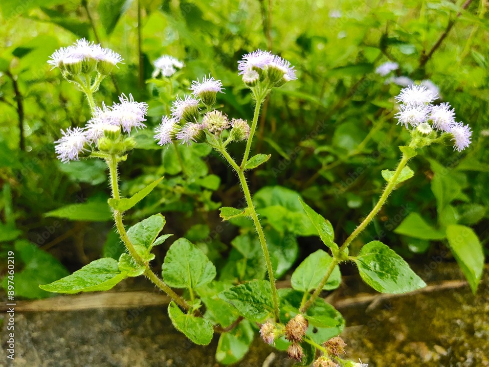 soft floral shot from below with shallow depth of field soft floral shot from below with shallow depth of field