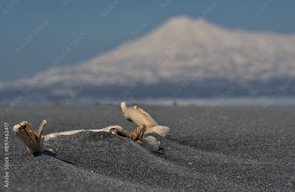 Fototapeta premium Russia. The Far East, the Kuril Islands. A bizarre driftwood on the shore of the cold Sea of Okhotsk against the background of snow-capped volcanoes surrounded by basalt rocks.