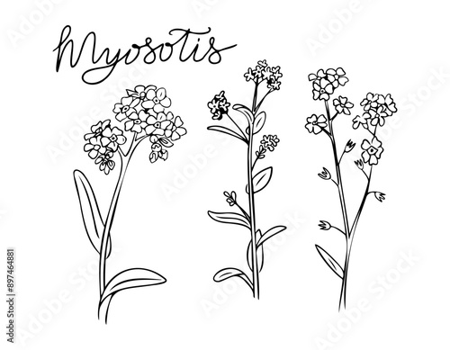 Summer outline doodle set with myosotis or forget me not flowers. Monochrome seasonal botanical contour stickers. Vector clipart of sketch drawings isolated on white background
