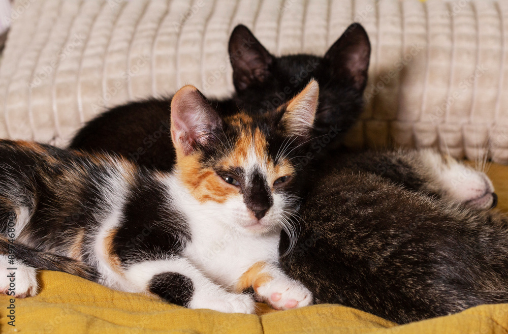 Kittens of different colors sleeping on a blanket in the room.