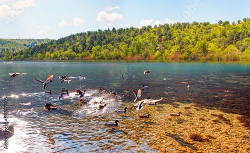 Many wild black ducks flying from the lake with a splashing water - - Beautiful serene waving reed in the sunlight with wooden pier - Eymir Lake , Ankara, Turkey    photo