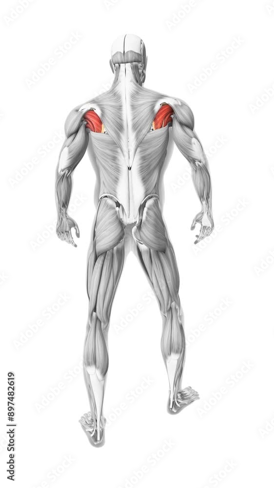 infraspinInfraspinatus muscles in the human muscular systematus infraspinInfraspinatus muscles in the human muscular systematus