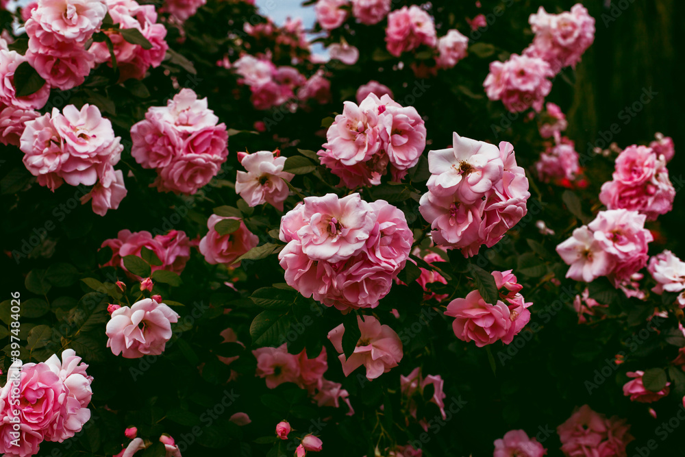 Obraz premium Many beautiful pink vintage roses on huge bush in full bloom. Gardening, cultivating seasonal flowers, botanical theme. Spectacular floral background or wallpaper