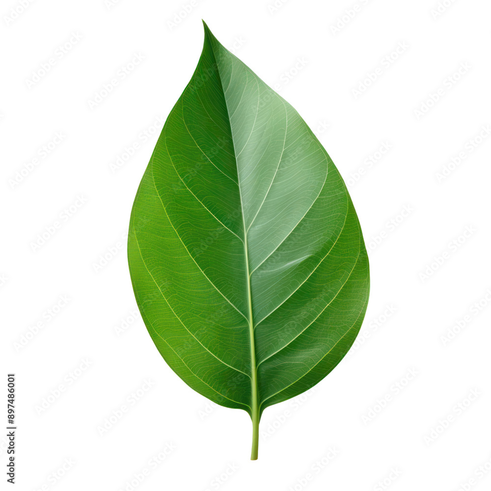 a single green leaf isolate cut out background a single green leaf isolate cut out background