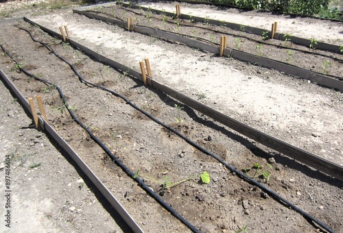seedlings planted with drip irrigation