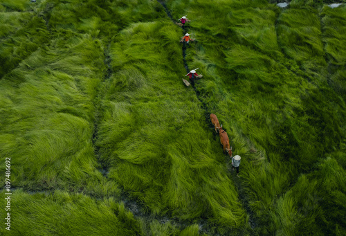 View of a farmer family harvests the grass, which is a raw material for weaving mats and many traditional items in Vietnam