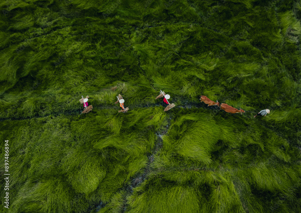 Obraz premium View of a farmer family harvests the grass, which is a raw material for weaving mats and many traditional items in Vietnam