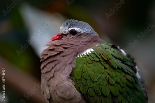 The Emerald Dove or Common Emerald Dove (Chalcophaps indica), also called Asian Emerald Dove and Grey-Capped Emerald Dove.