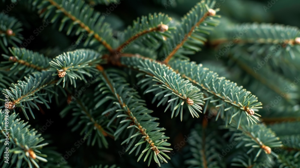 A close up of a green pine tree with brown needles A close up of a green pine tree with brown needles